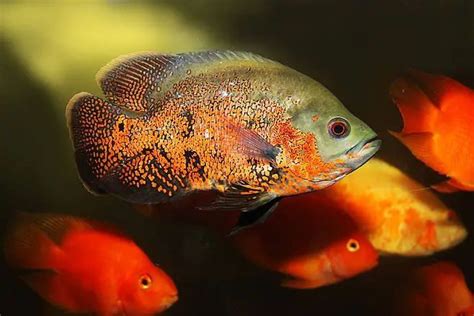 地圖魚飼養|地圖魚外型特徵及飼養要點 – 寵物百科